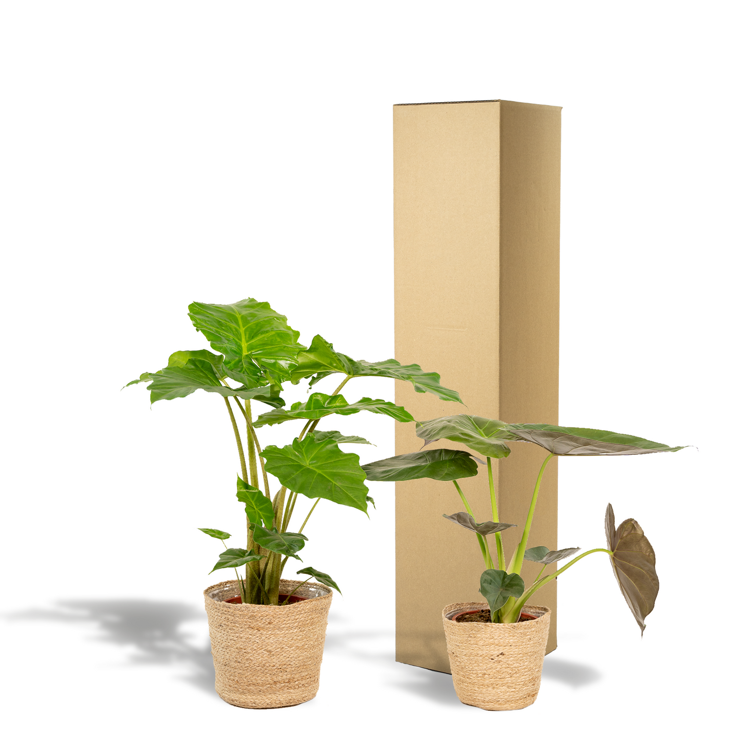Alocasia Wentii & Portodora Set mit Korb - Pflanzfix24