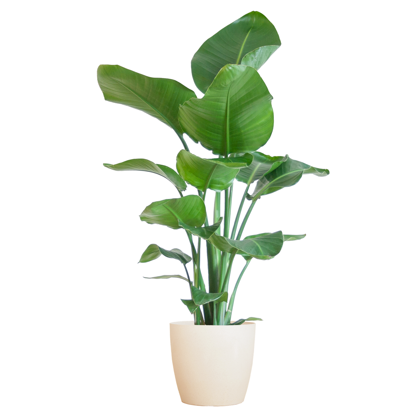Strelitzia Nicolai 80 cm Ø21 mit weißem Viber-Topf | Pflanzfix24.de - Pflanzfix24.de