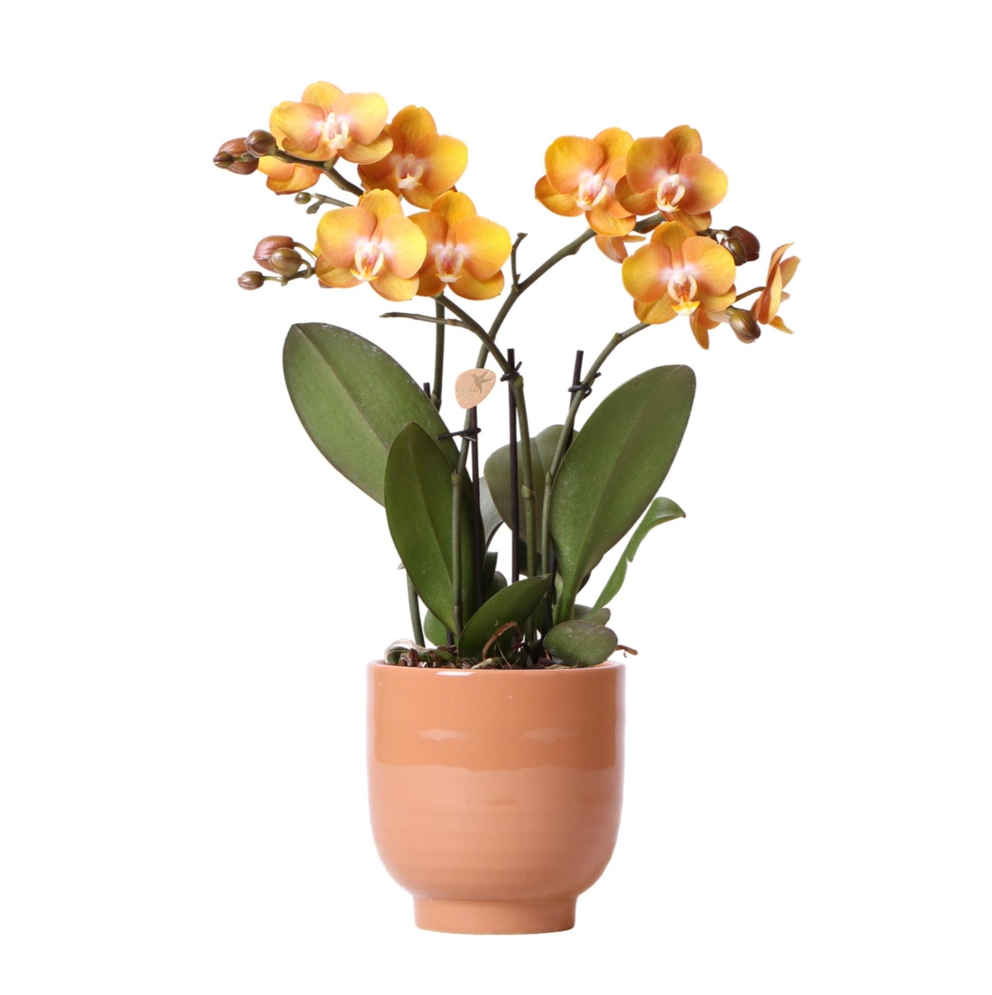 Orange Phalaenopsis-Orchidee Las Vegas im cognacfarbenen Topf - Pflanzfix24