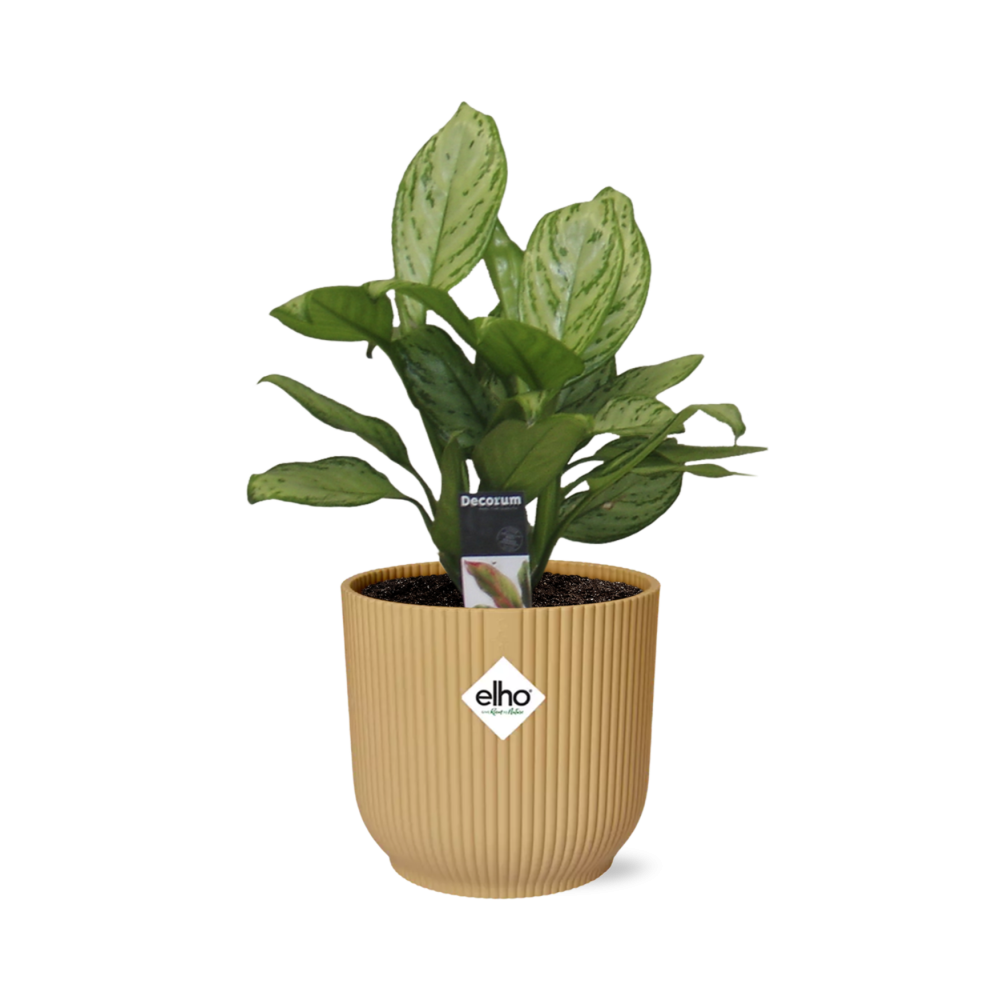 Aglaonema Christina in ELHO Vibes Fold 14cm geel - Pflanzfix24
