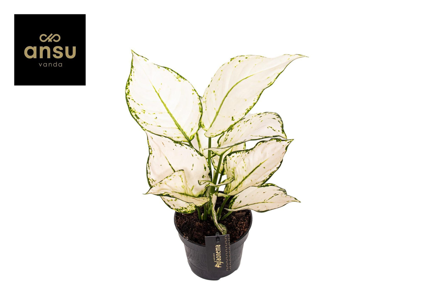 Aglaonema White Joy - Ø12cm - ↕35cm - Pflanzfix24.de - Pflanzfix24.de