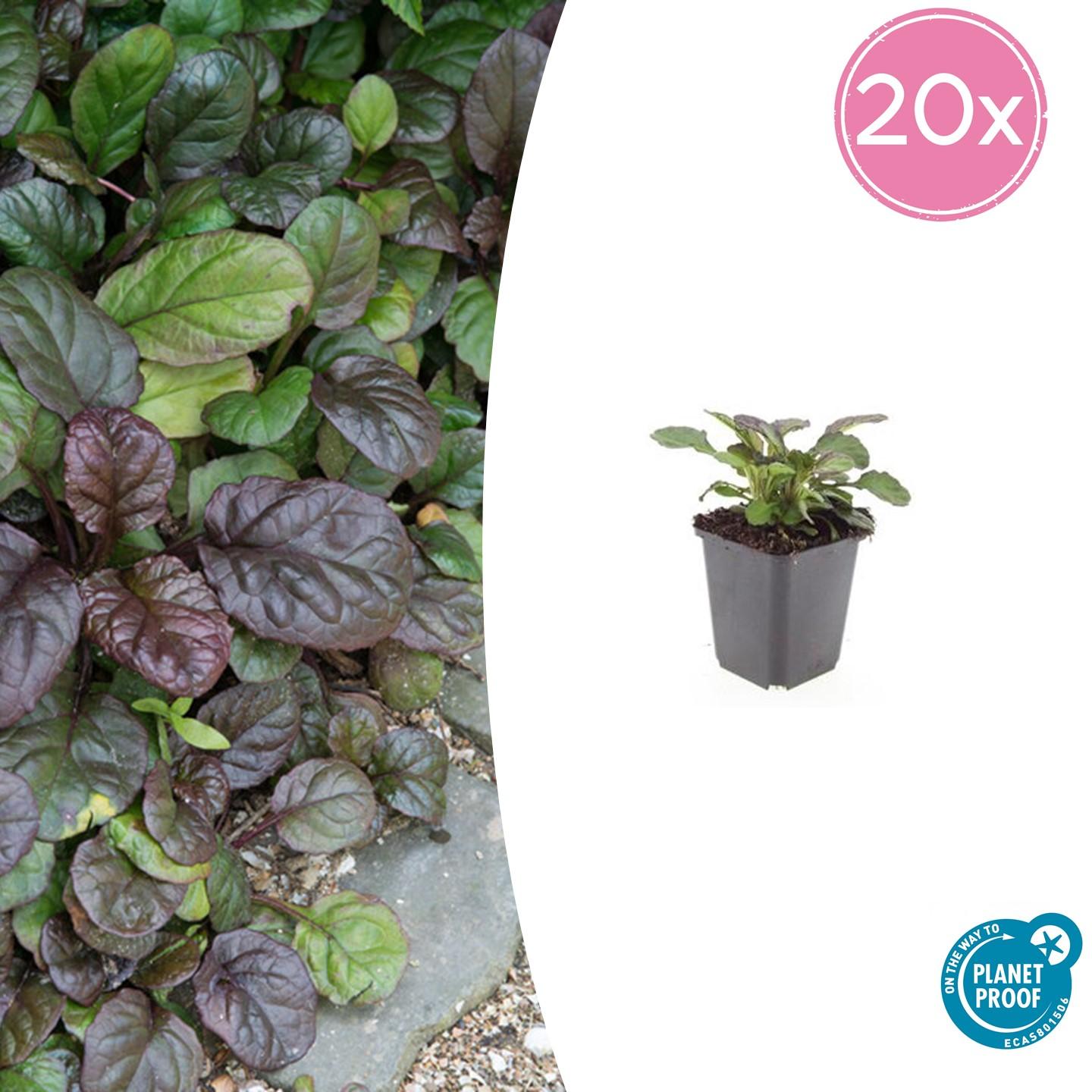 20x Ajuga reptans 'Catlin's Giant' - Pflanzfix24