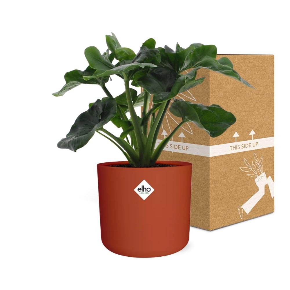 Philodendron Atom in ELHO b.for soft rond 14cm brique - Pflanzfix24