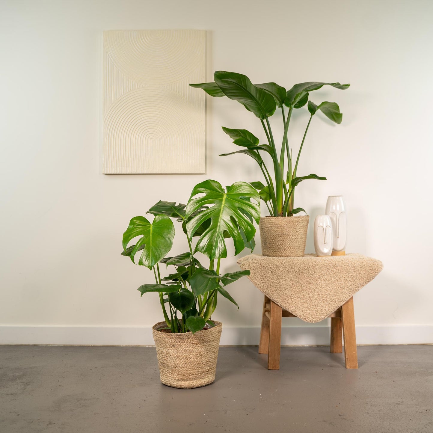 Strelitzia Nicolai & Monstera Deliciosa Zimmerpflanzen-Set mit Korb - Pflanzfix24
