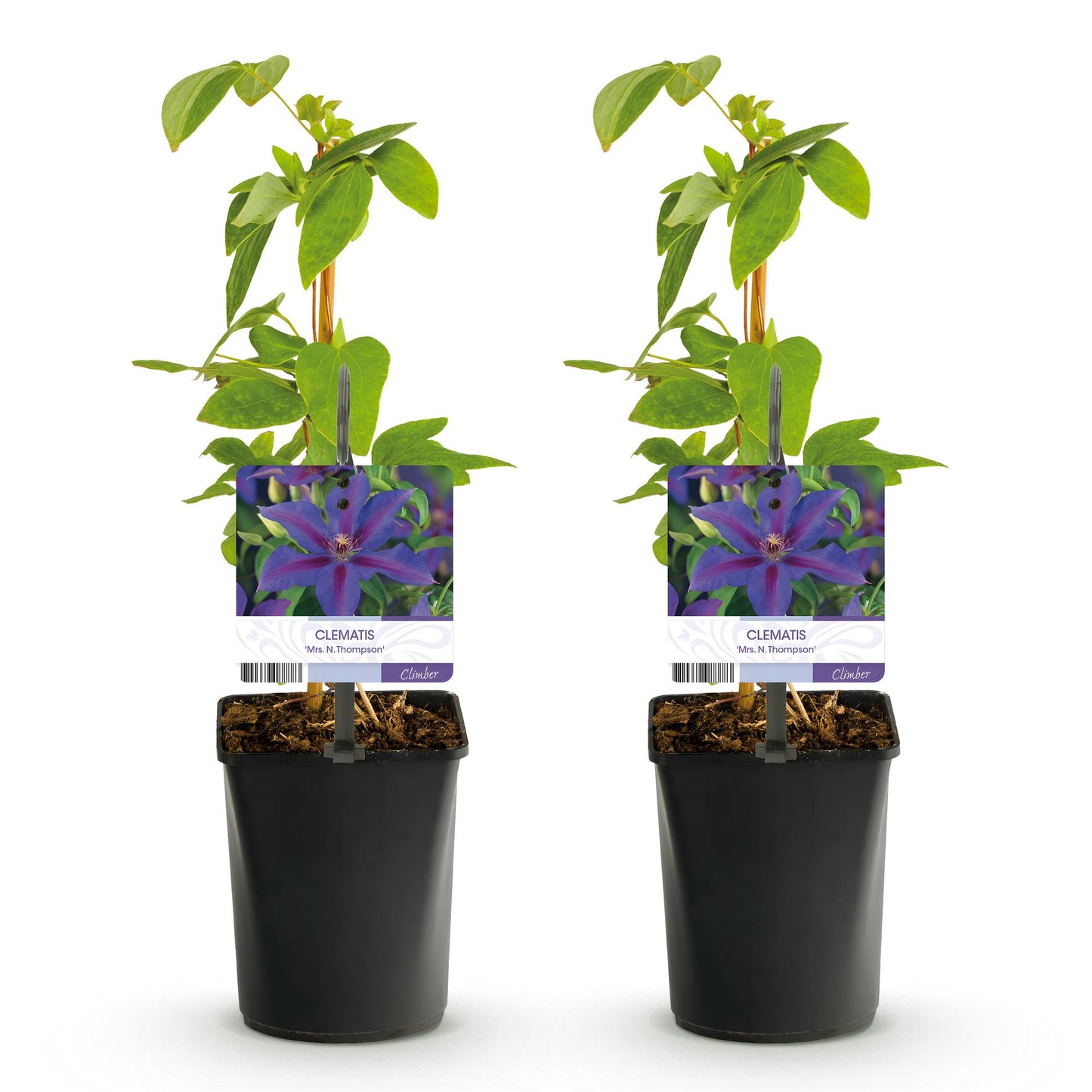 Pflanzfix24.de - Clematis Mrs. N. Thompson - 2 Pflanzen - Topf 11cm - Pflanzfix24.de