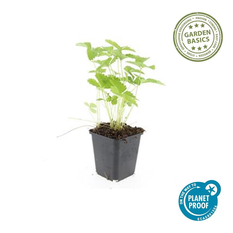 40x Fragaria vesca - ↕10-25cm - Ø9cm - Pflanzfix24