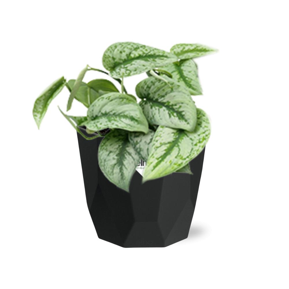 Scindapsus Pictus ‘Trebie’ 14cm - Pflanzfix24