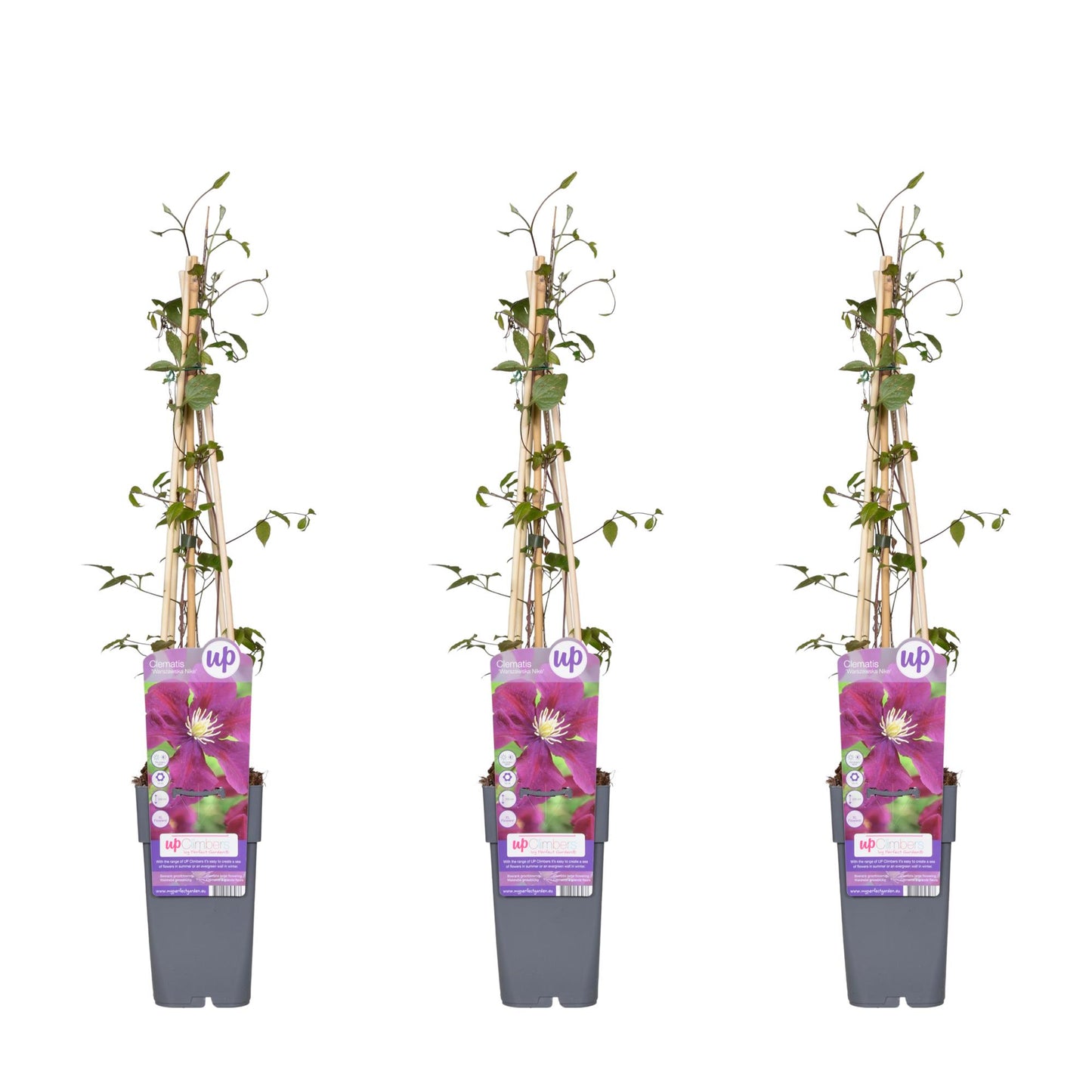3x - Clematis Warszawska Nike - ↨65cm - Ø15 - Pflanzfix24
