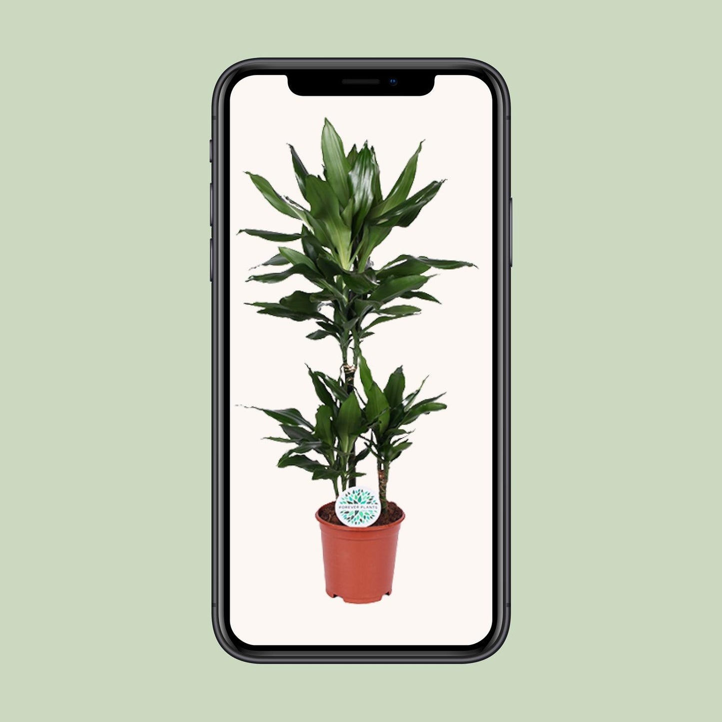 Dracaena Janet Lind - Ø21cm - ↕90cm - Pflanzfix24