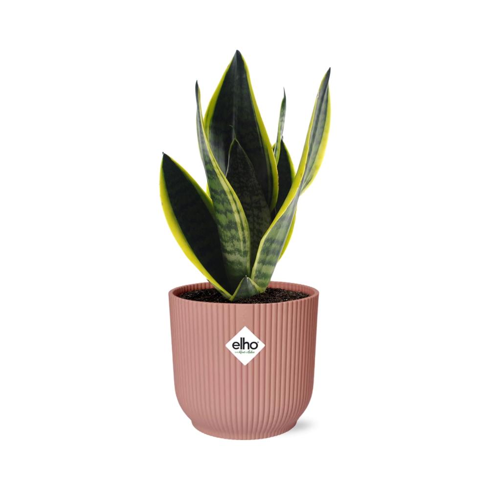 Sansevieria Futura Superba rosa 14cm – Schwiegermutterzunge | Pflanzfix24