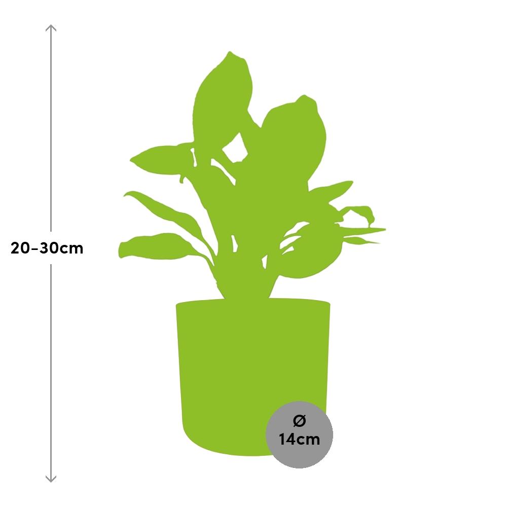 Aglaonema Christina in ELHO b.for soft rond 14cm brique - Pflanzfix24