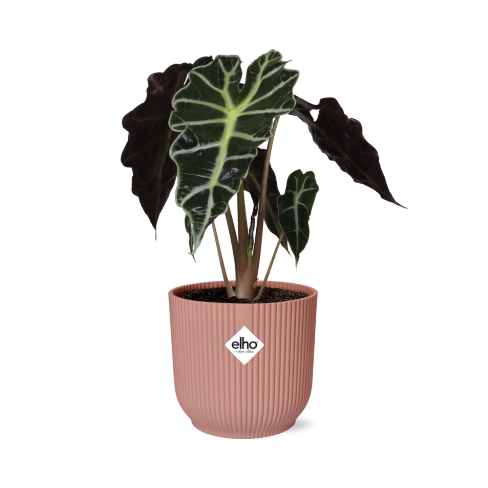 Alocasia Polly ELHO Vibes Fold 14cm rosa | Pflanzfix24