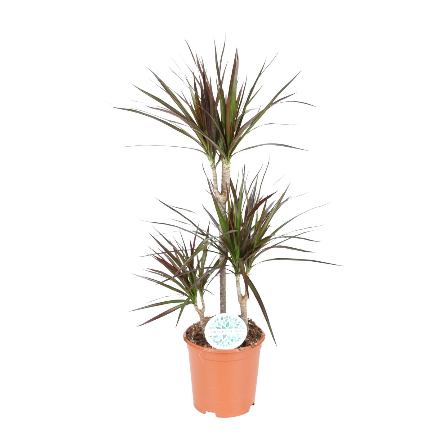 Dracaena Magenta - Ø21cm - ↕95cm - Pflanzfix24
