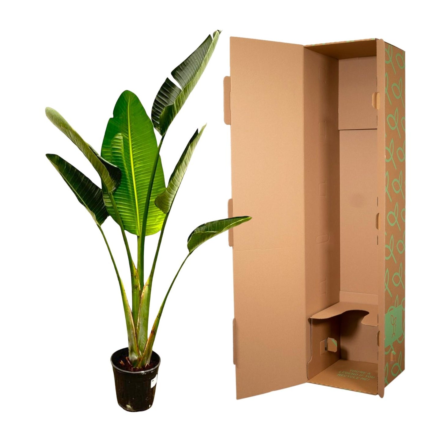 Strelitzia Augusta 180 cm Ø30 – Weiße Paradiesvogel Pflanze | Pflanzfix24