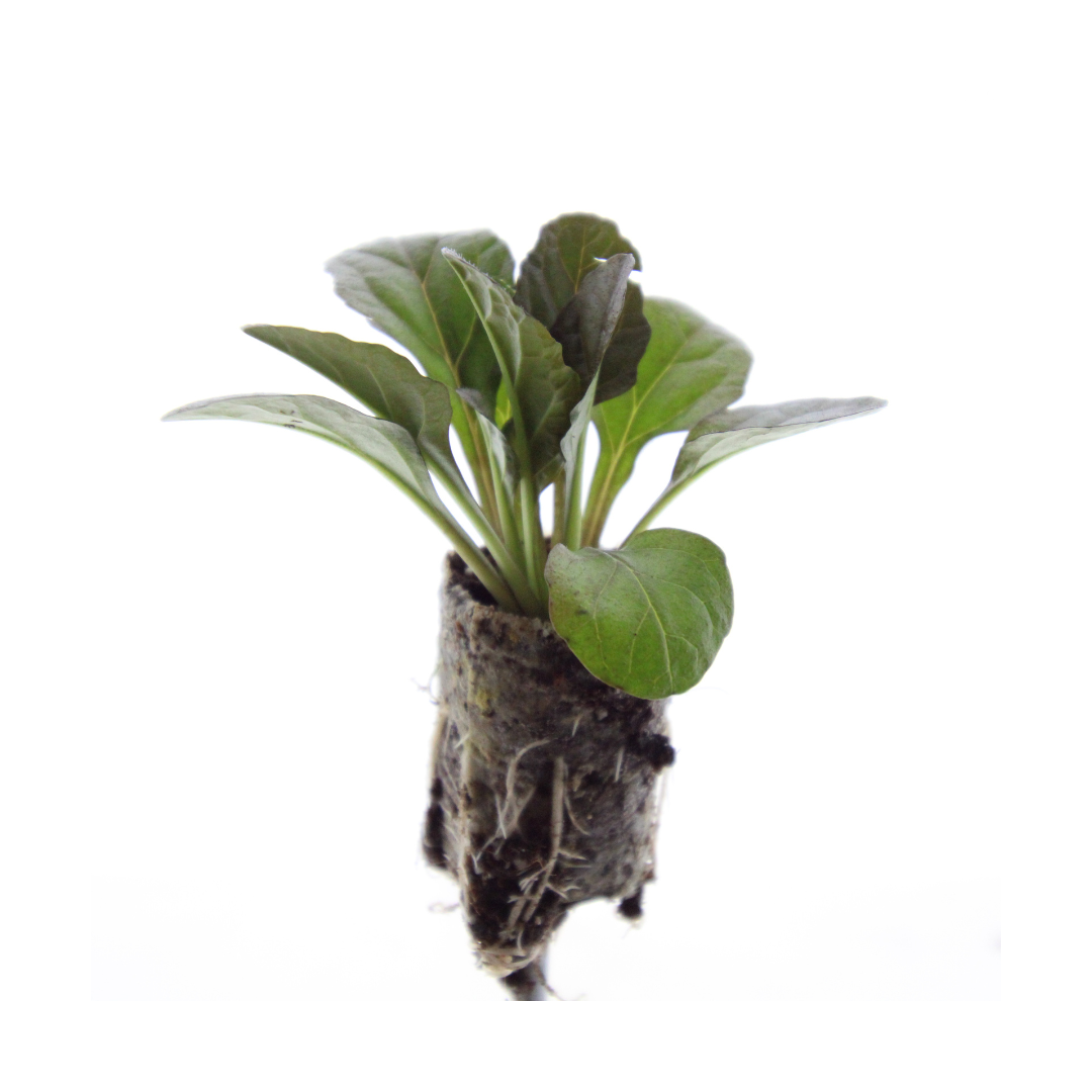 Ajuga Reptans – 6 Pflanzenstecker - Pflanzfix24.de - Pflanzfix24.de