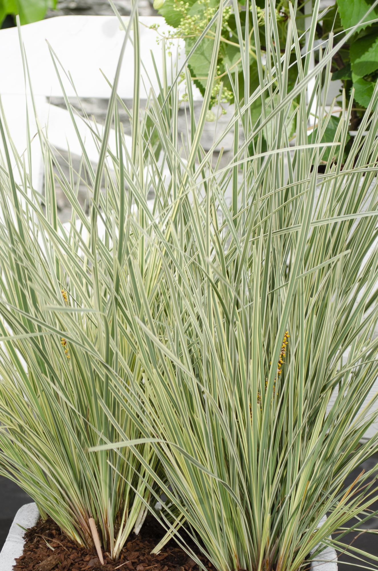 Lomandra 'White Sands' - Ø19cm - ↕40cm - Pflanzfix24