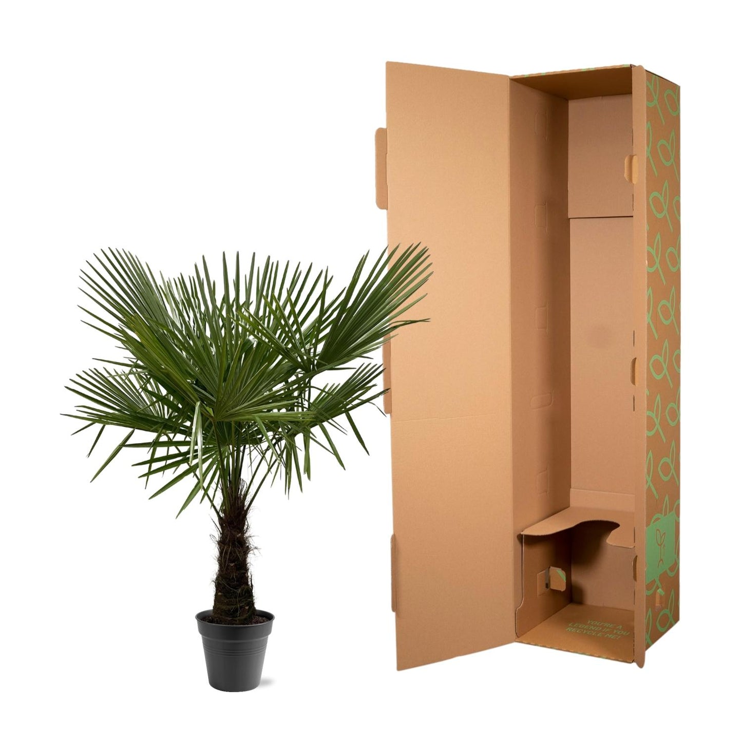 Trachycarpus Fortuneii Palme 160-180cm – Robust & Exotisch | Pflanzfix24.de - Pflanzfix24.de