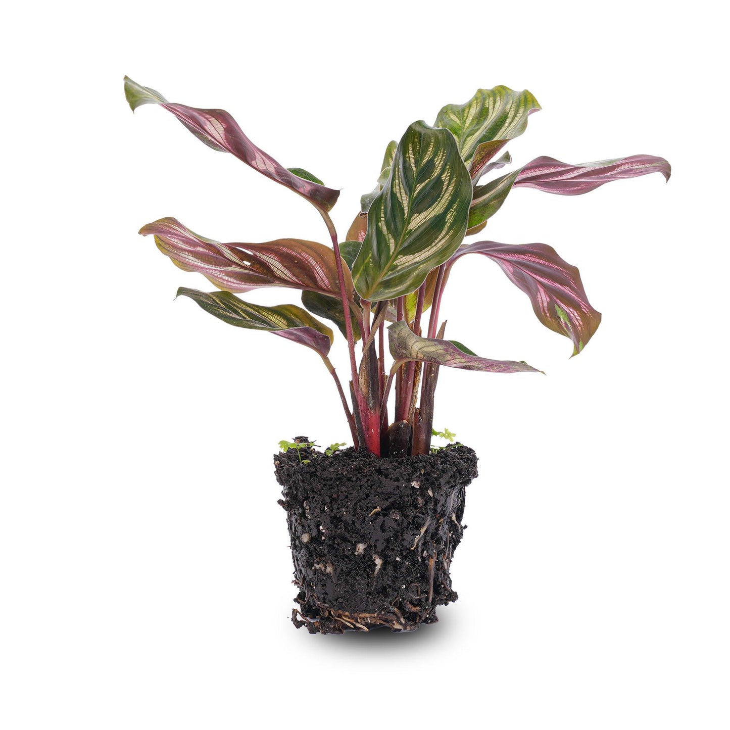Calathea Makoyana - Pauwenplant - Terrarium plant - Potmaat 6 - Pflanzfix24.de - Pflanzfix24.de