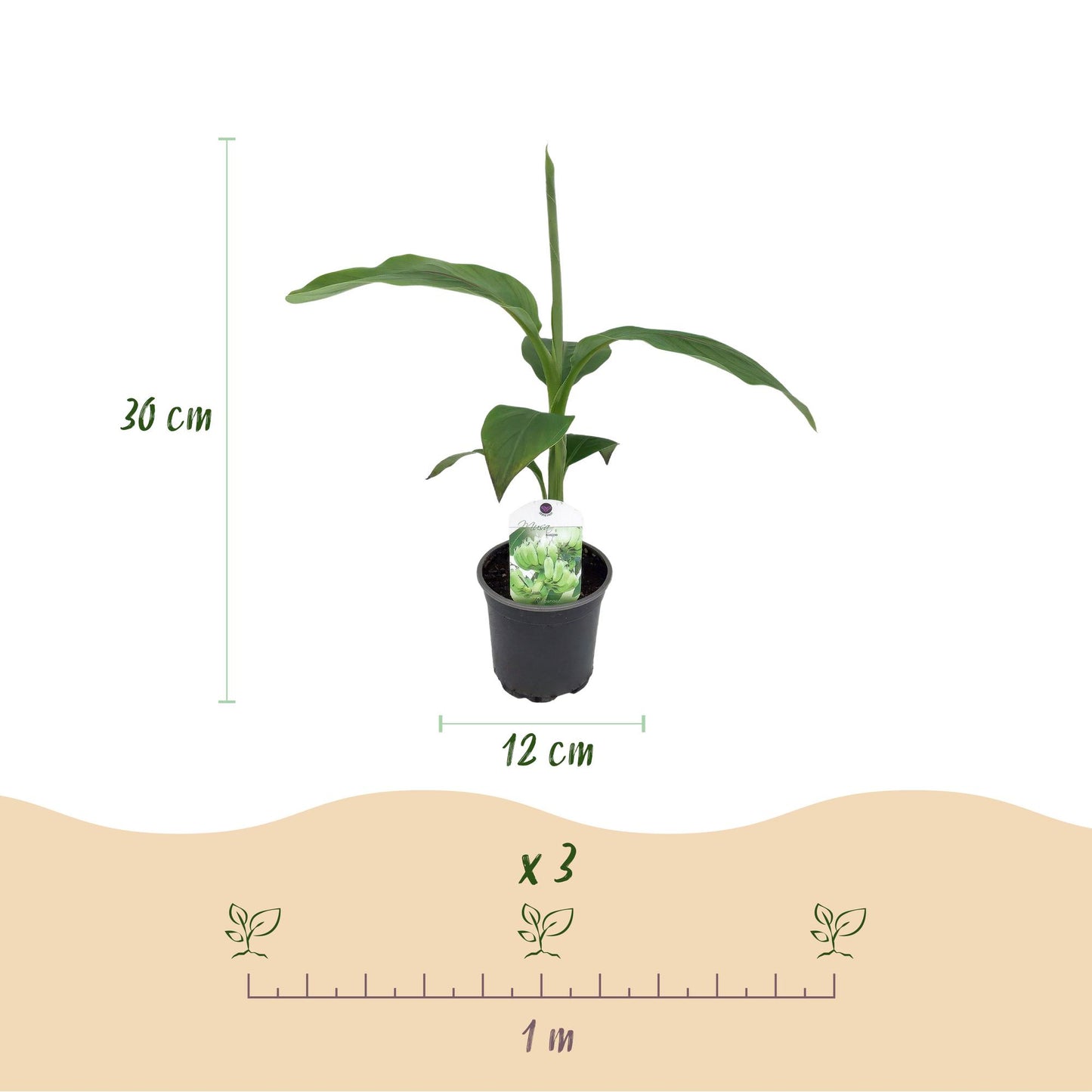 Bananenpflanze Musa Basjoo - 6 Pflanzen - Topf 12cm - Pflanzfix24