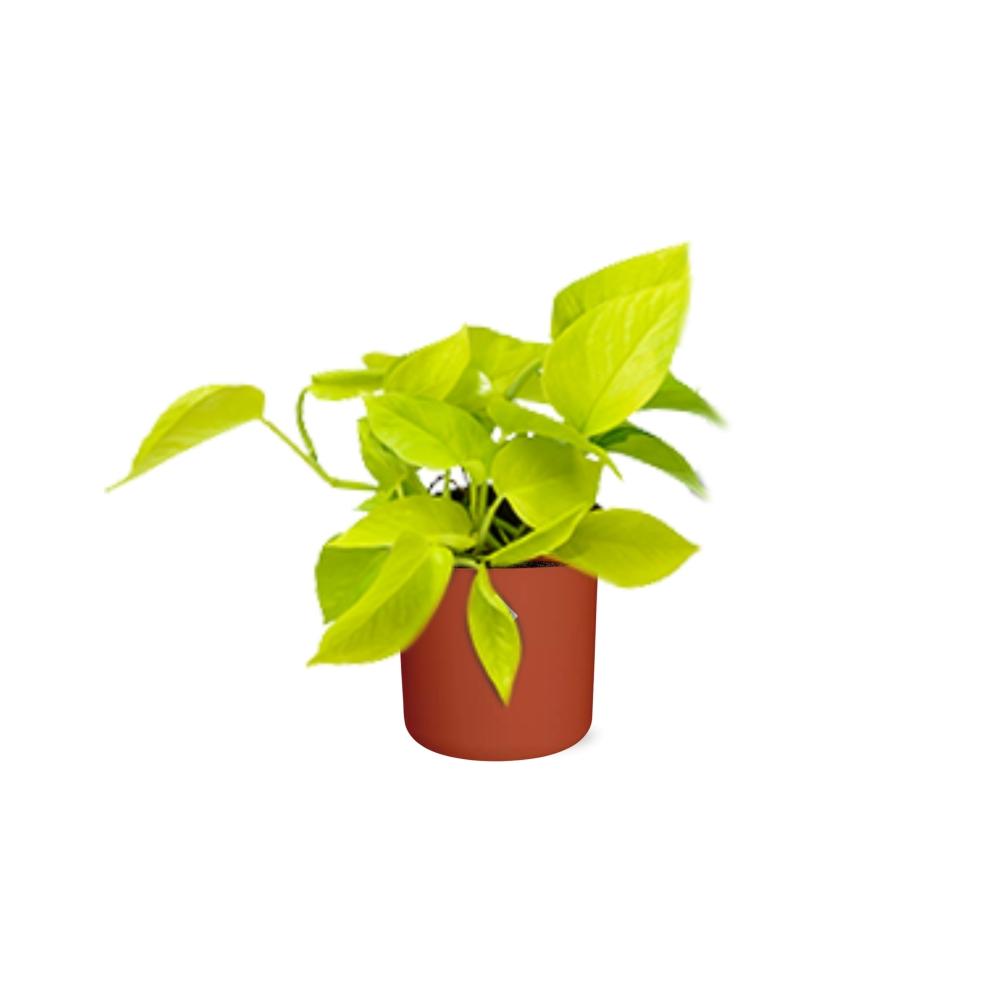 Epipremnum Pinnatum ‘Golden Pothos’ in ELHO b.for soft rond 14cm brique - Pflanzfix24