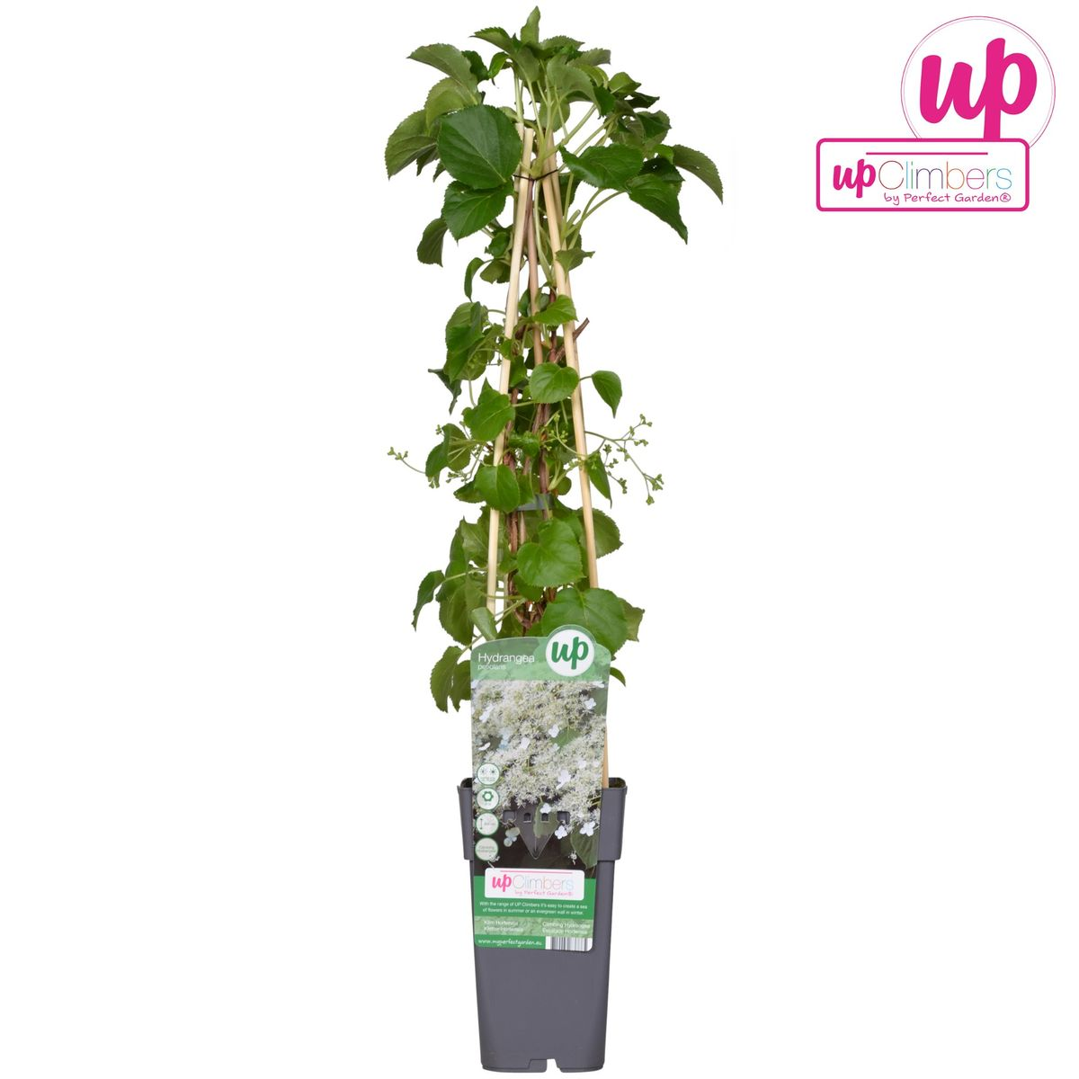 Hydrangea petiolaris - Klimhortensia - Ø15cm - ↕65cm - Pflanzfix24.de - Pflanzfix24.de