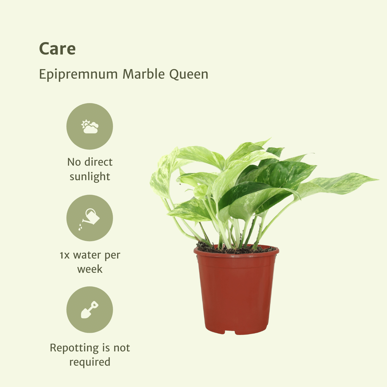 Epipremnum Marble Queen - 4 Stücke - Pflanzfix24.de - Pflanzfix24.de