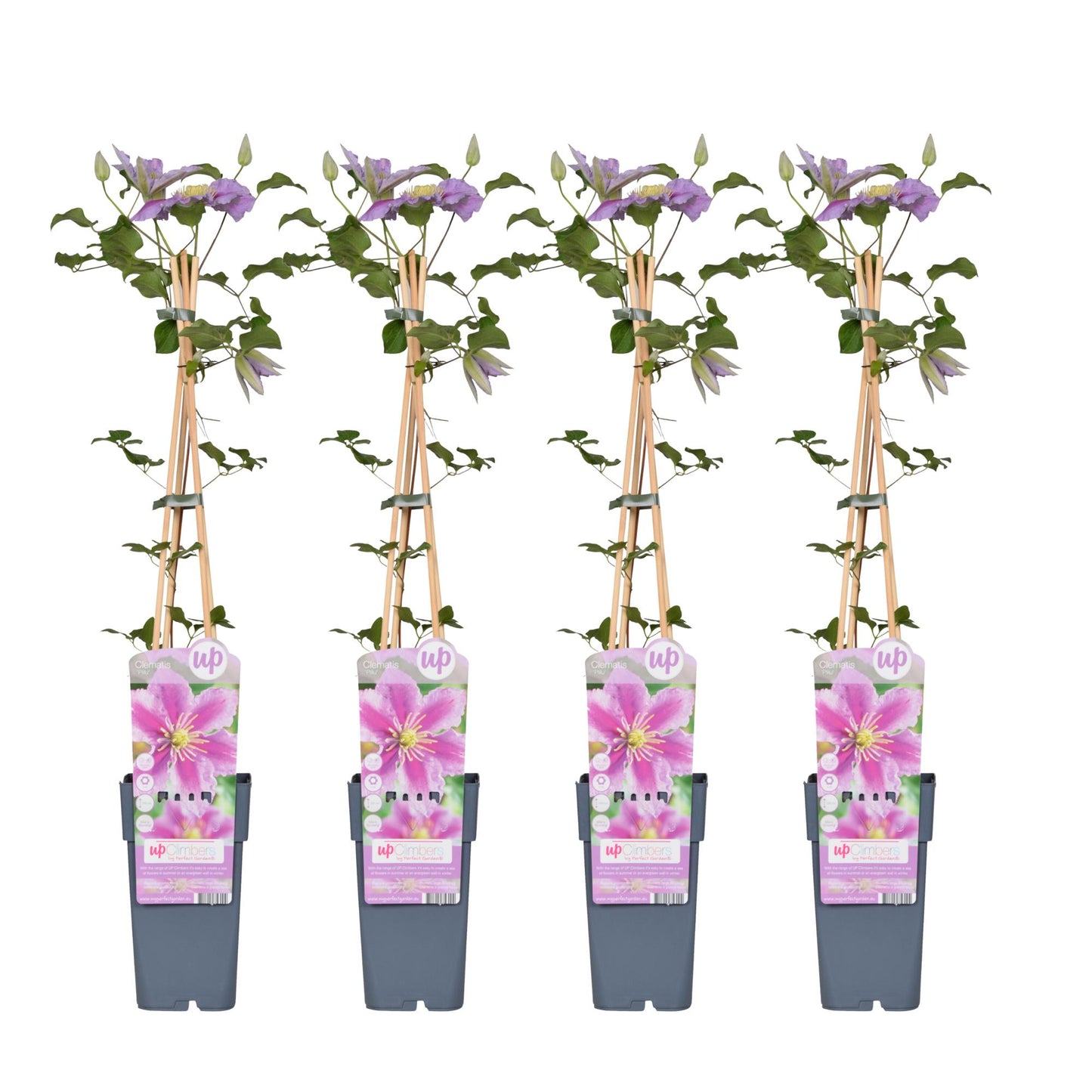 4x - Clematis Piilu - 65cm - Ø15 - Pflanzfix24