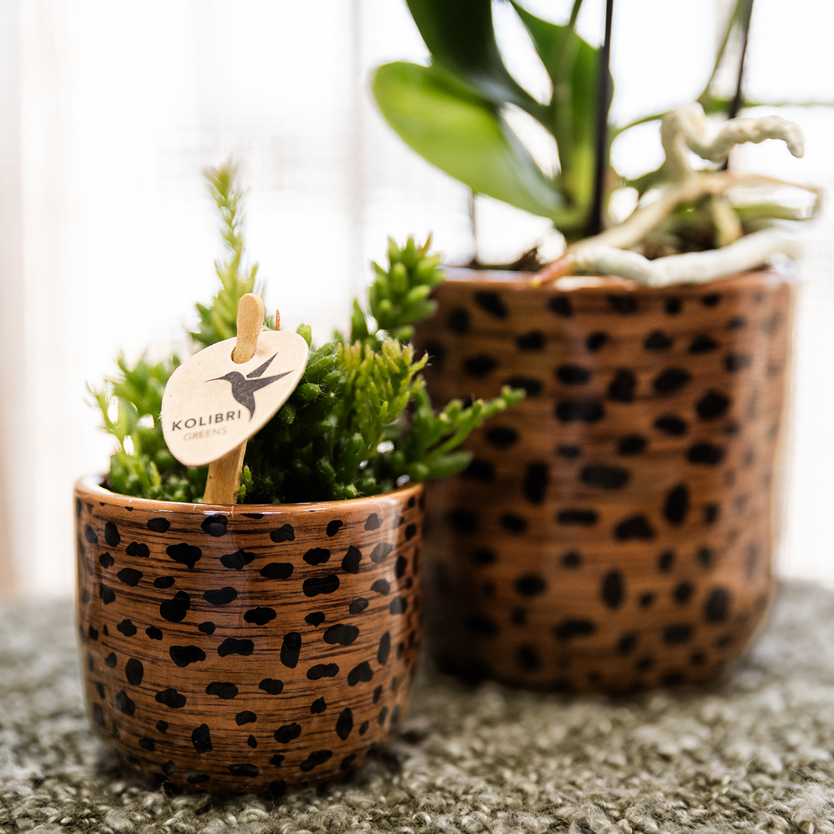 pflanzfix24 | Leoparden-Ziertopf - Ø6cm
