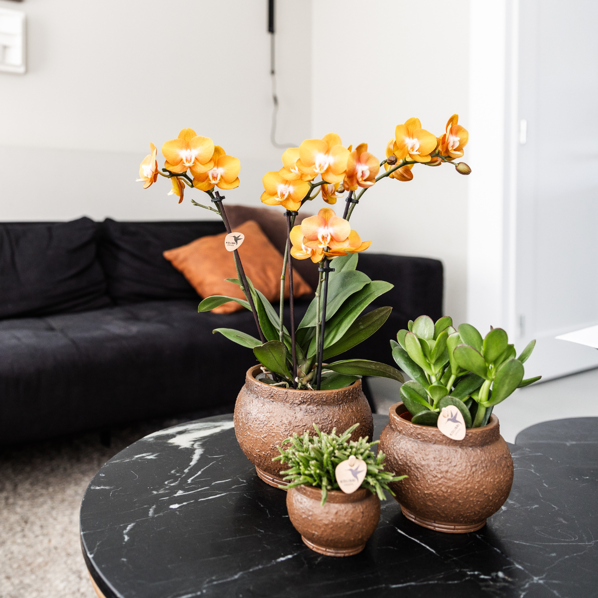4x Phalaenopsis Orchidee 'Las Vegas' Orange Ø12cm – Kombi-Set | Pflanzfix24.de - Pflanzfix24.de