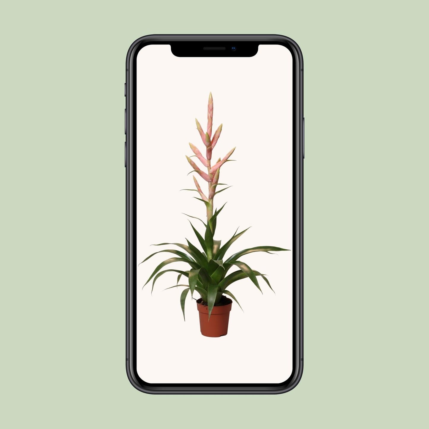 Luftpflanze Tillandsia Dolce - Ø12cm - ↕60cm - Pflanzfix24