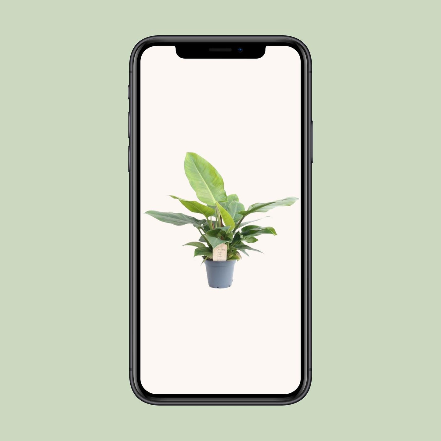 Philodendron Imperial Green - Ø17cm - ↕50cm - Pflanzfix24