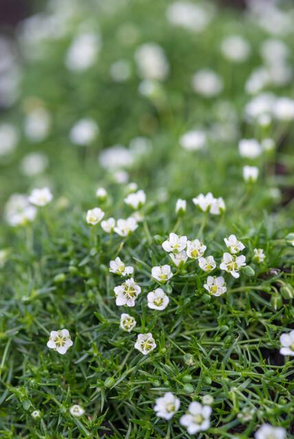 12x Sagina subulata Irisches Moos Bodendecker Ø9cm – Pflanzfix24.de - Pflanzfix24.de