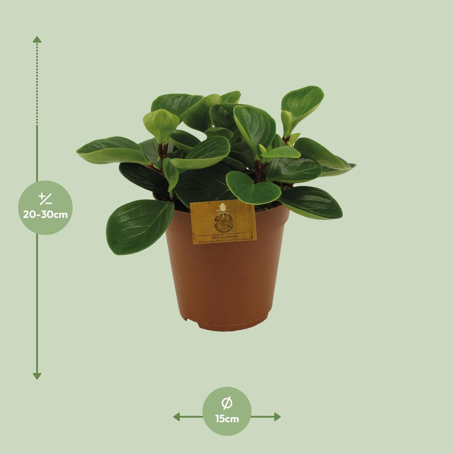 Peperomia Red Canyon Ø15cm – Attraktives Muster | Pflanzfix24.de - Pflanzfix24.de