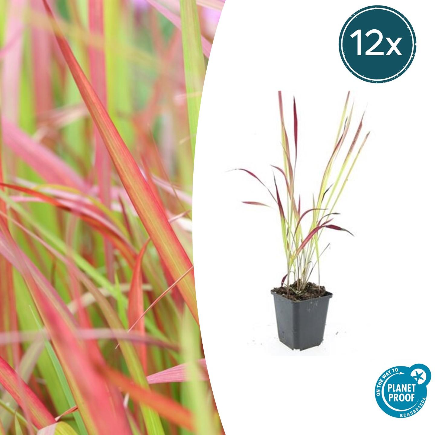 12x Imperata cylindrica 'Red Baron' – Japanisches Blutgras | Pflanzfix24.de - Pflanzfix24.de