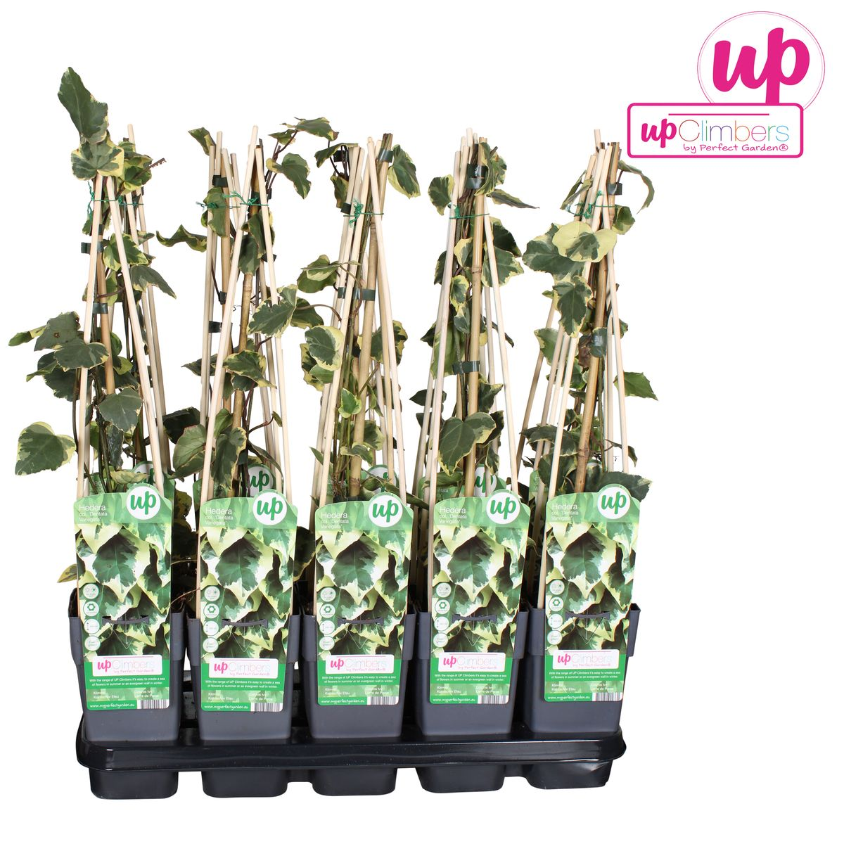 Hedera colchica 'Dentata Variegata' - Ø15cm - ↕65cm - Pflanzfix24.de - Pflanzfix24.de