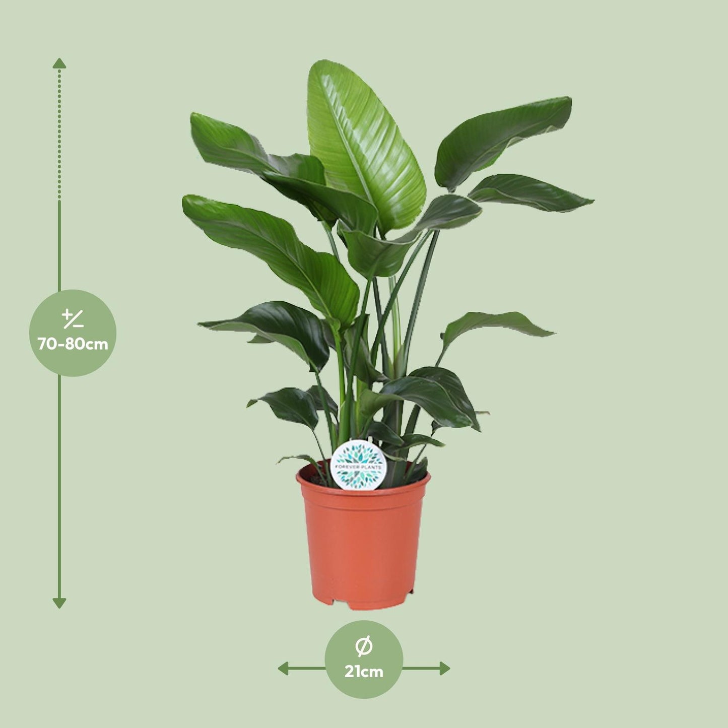 Strelitzia Nicolai 80 cm - Paradiesvogelblume Ø21 cm | Pflanzfix24