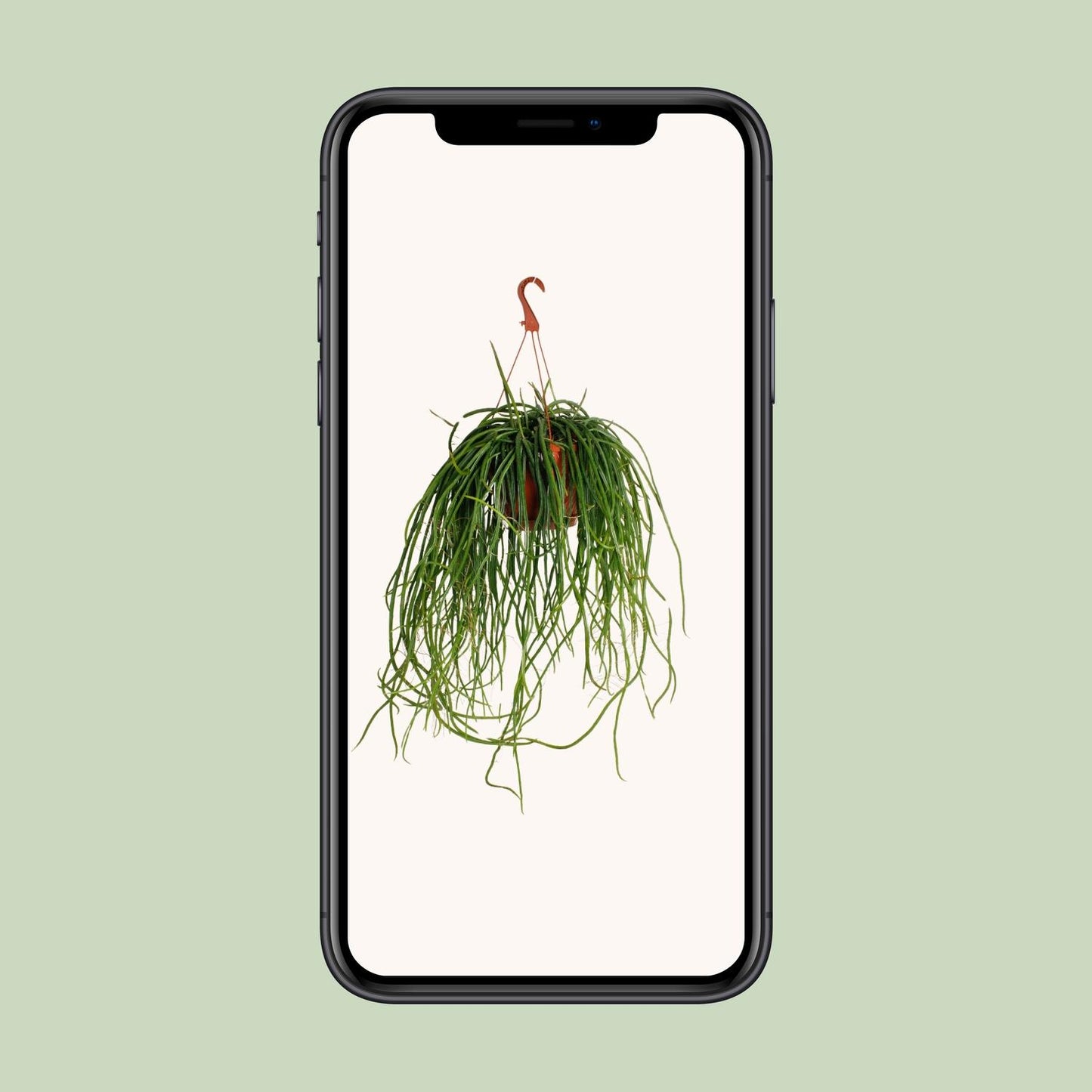 Selenisereus Wercklei - Ø21cm - ↕50cm - Pflanzfix24