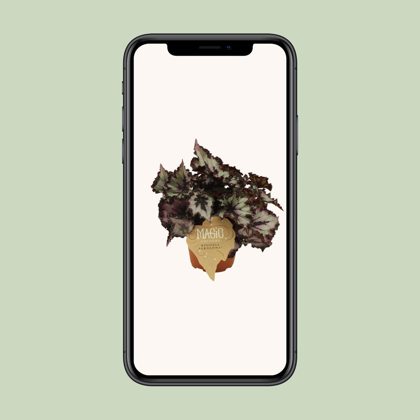 Begonia Rex Sardanna - Ø12 ↕25 von Pflanzfix24