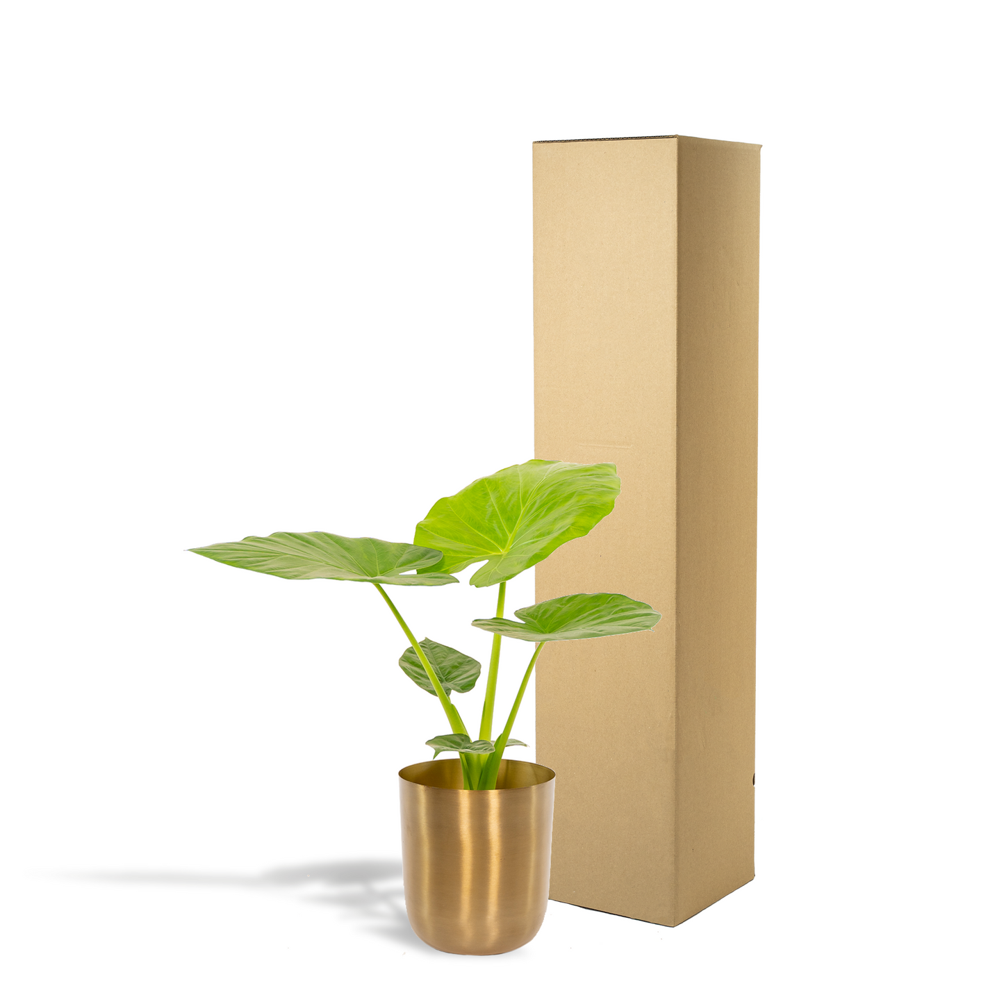 Alocasia Macrorrhiza - Ø19cm - ↕70cm + Topf Mayk Gold - Pflanzfix24