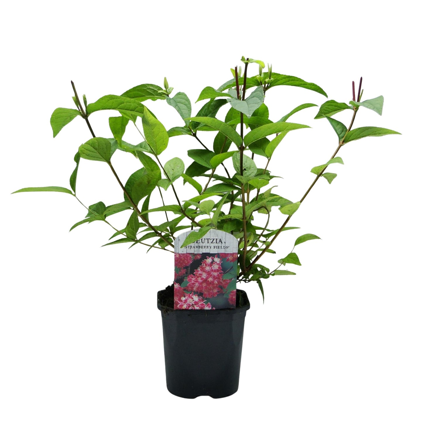 Pflanzfix24 - Deutzia hybrida Strawberry Fields - 1 Pflanze - Blüte Rosa - Topf 17cm