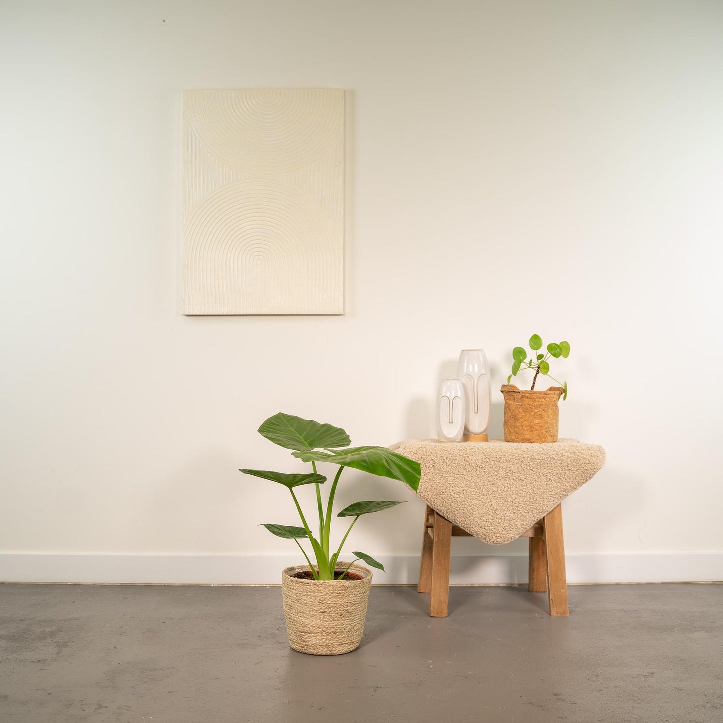 Alocasia Macrorrhiza - Ø19cm - ↕70cm + Korb Selin - Pflanzfix24.de - Pflanzfix24.de