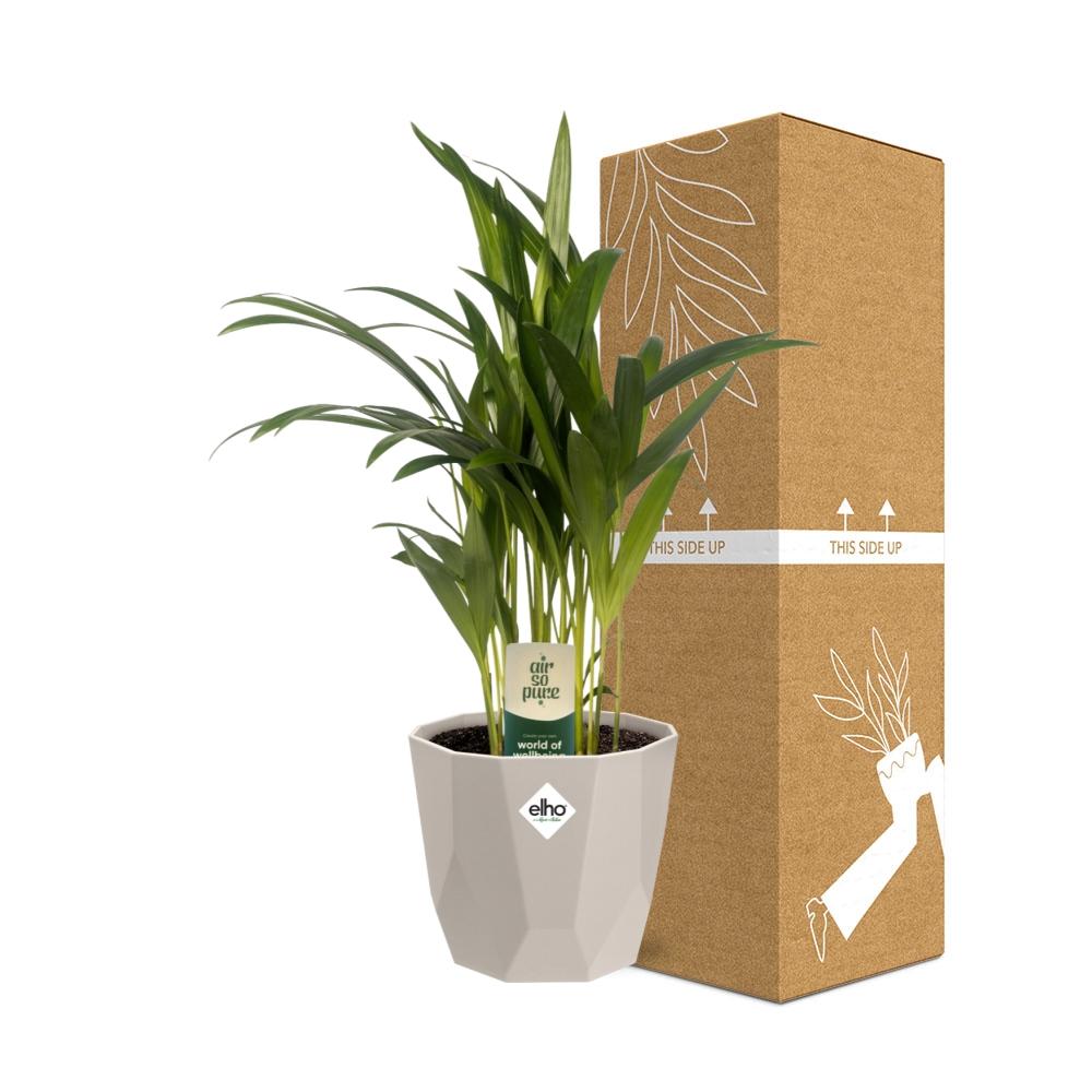 Dypsis Lutescens Bambuspalme 12cm in ELHO b.for rock 14 cm warm grey - Pflanzfix24