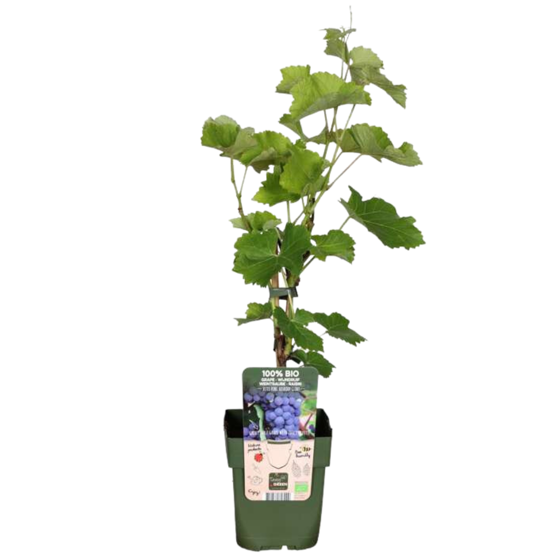 BIO Obstpflanzen-Set 5er Mix „Früchte-Oase“ – Pflanzfix24.de - Pflanzfix24.de