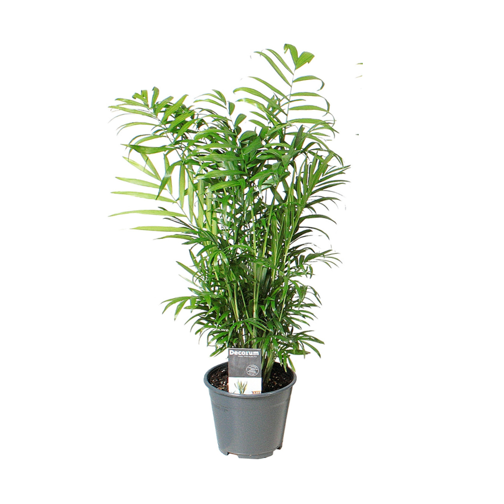 Chamaedorea Elegans - Ø14cm - ↕55cm bei Pflanzfix24