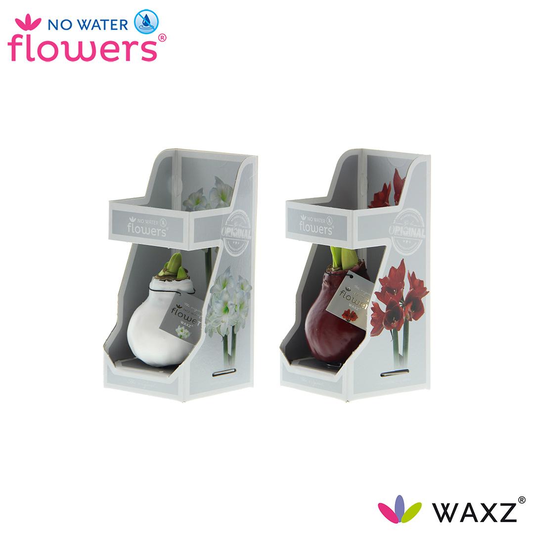 No Water Flowers Waxz Colorz in Gift Box - 2 Stücke - Pflanzfix24