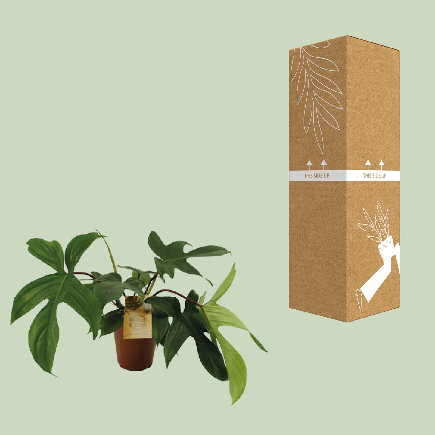 Philodendron Florida Green - Ø15cm - ↕50cm - Pflanzfix24