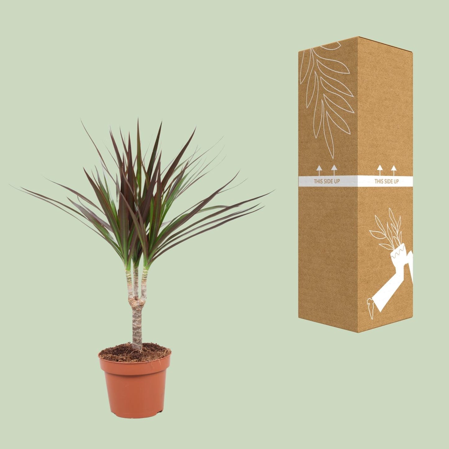 Dracaena Magenta - Ø12cm - ↕50cm - Pflanzfix24.de - Pflanzfix24.de