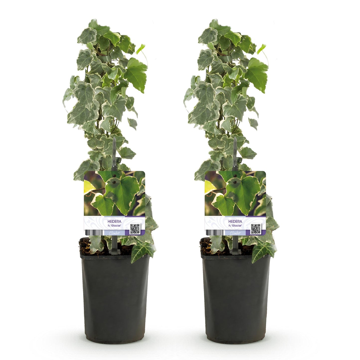 GreenboutiQ - Kletterpflanze - Hedera helix - Blätter grün - Immergrün - 2 Pflanzen - Topf 11cm Höhe 40cm - Pflanzfix24.de - Pflanzfix24.de