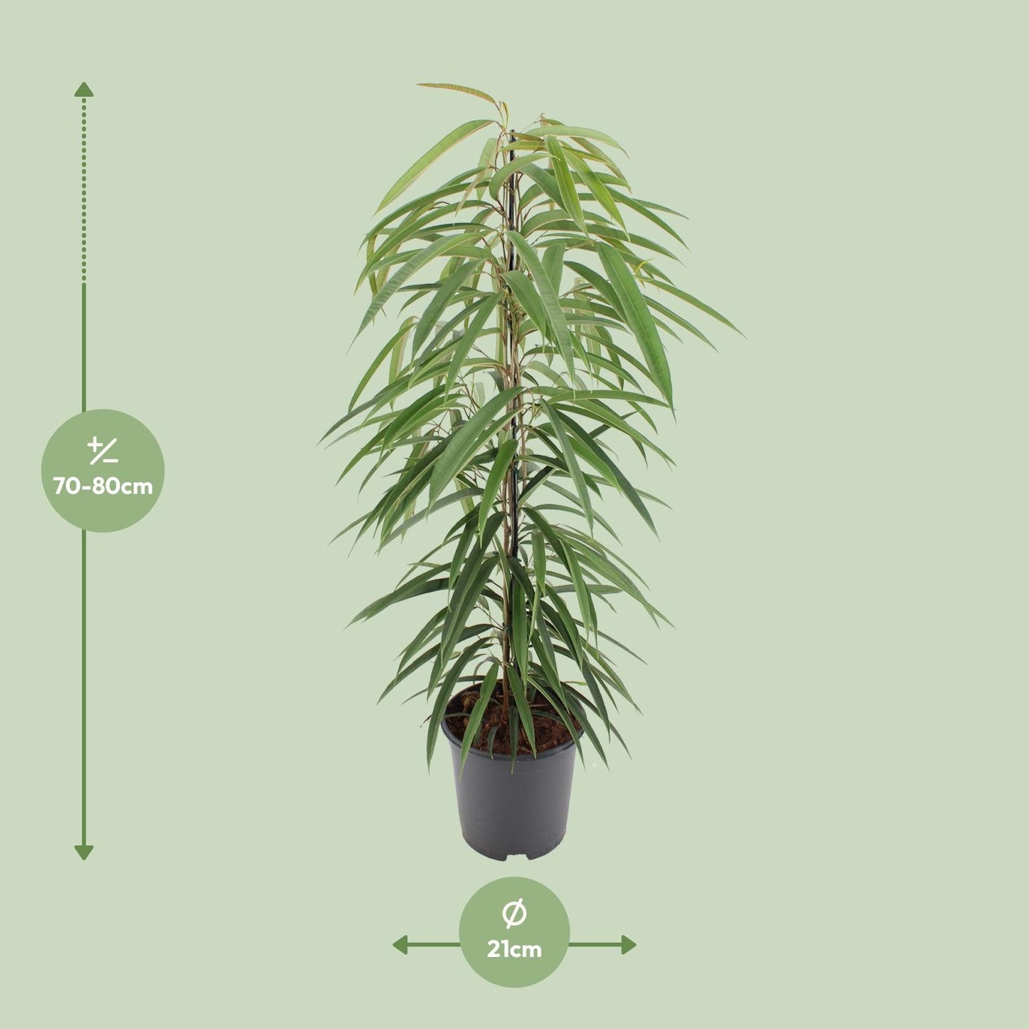 Ficus Binnendijkii Alii - Ø21cm - ↕80cm - Pflanzfix24.de - Pflanzfix24.de