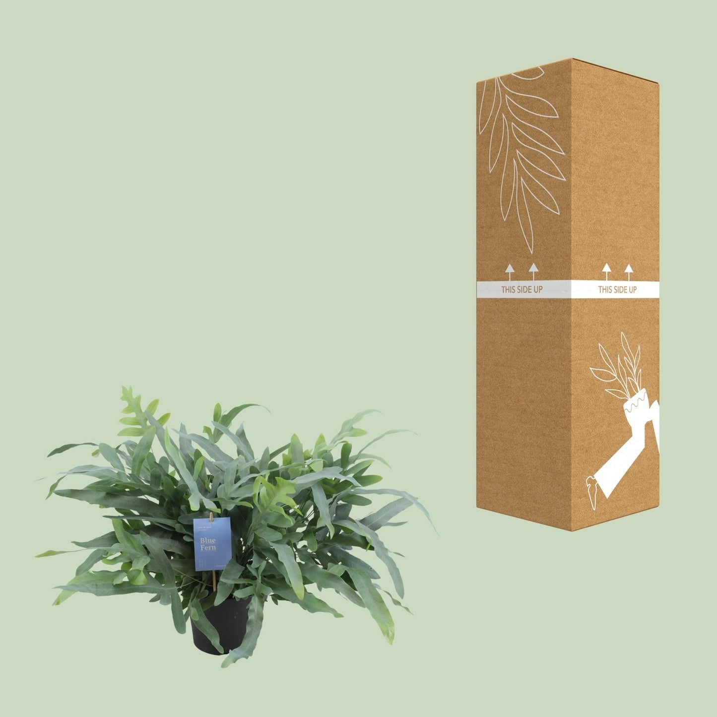 Phlebodium Aureum Blue Star 50cm Ø17cm – Goldfarn | Pflanzfix24.de - Pflanzfix24.de
